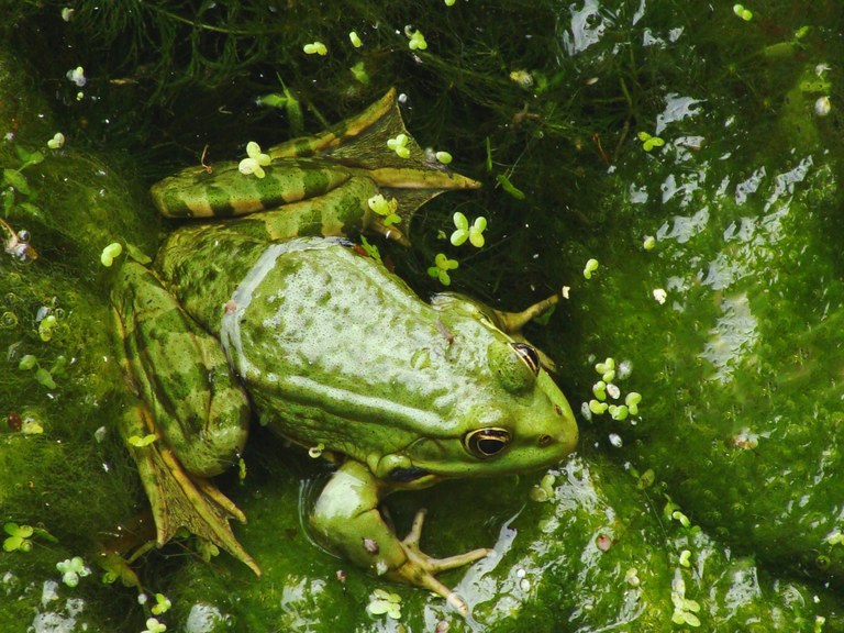 Join Lithgow’s Frog Monitoring Program Join Lithgow’s Frog Monitoring Program