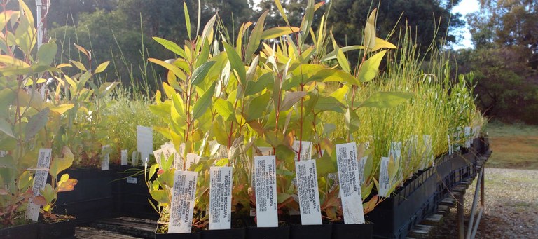 Lower Farmers Creek Landcare workday