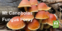 Mt Canobolas Fungus Foray