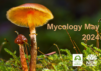 Mycology May 2024