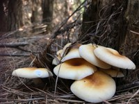 Mycology May with Lithgow Oberon Landcare Association