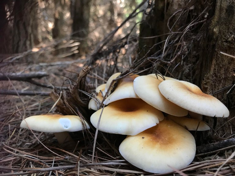 Mycology May with Lithgow Oberon Landcare Association