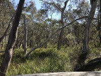 Plant ID walk Hassans Walls