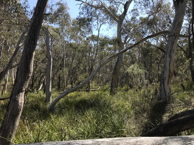 Plant ID walk Hassans Walls