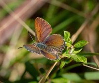 Purple Copper Butterfly Field Day 2024