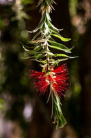 Rylstone Bottlebrush Day