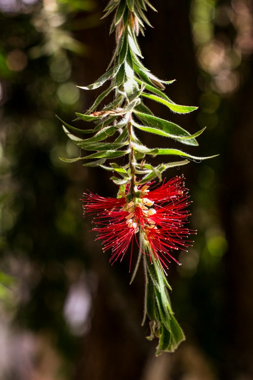 Rylstone Bottlebrush Day