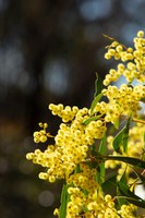 September Wattle Day ID Walk