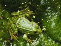 Sunset Frog Walk and Talk at Lake Pillans Wetlands