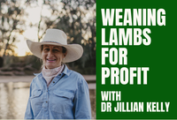 Weaning Lambs for Profit with Dr. Jillian Kelly