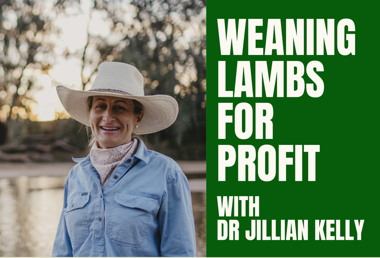 Weaning Lambs for Profit with Dr. Jillian Kelly