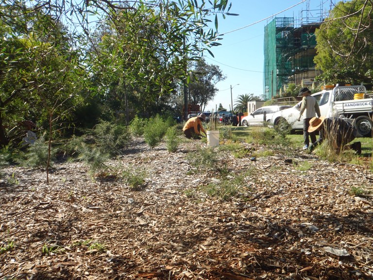 Revegetation