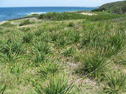 crabs beach.png