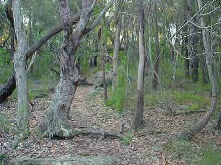 Currawong.png