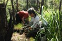 Daranggara Corridors Bushcare - Oakes Rd Reserve 3.JPG