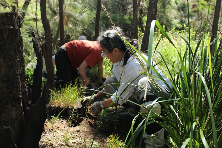 Daranggara Corridors Bushcare - Oakes Rd Reserve 3.JPG