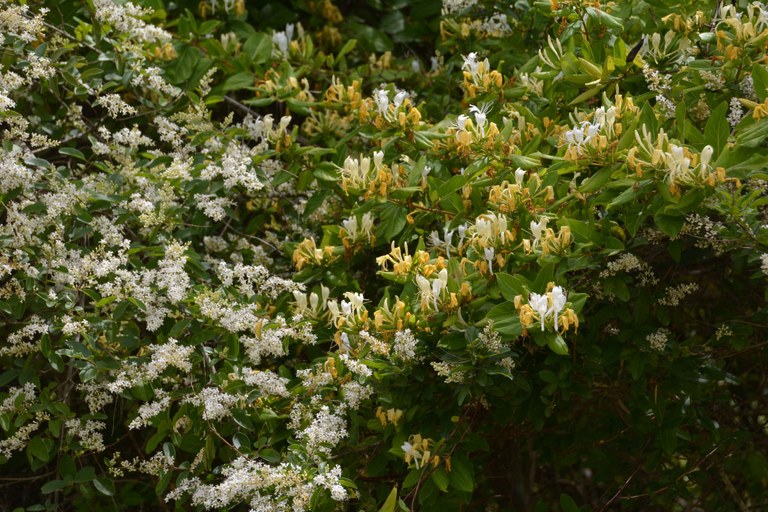 Honeysuckle1