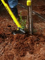 Tree Poppers for privet removal