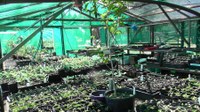 Our new Shade Tunnel at Dandarrga Native Nursery