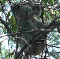 Plateau Koalas Project