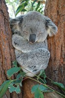 DORRIGO PLATEAU CORRIDOR DIGITAL MAPPING AND KOALA RESTORATION PROJECT