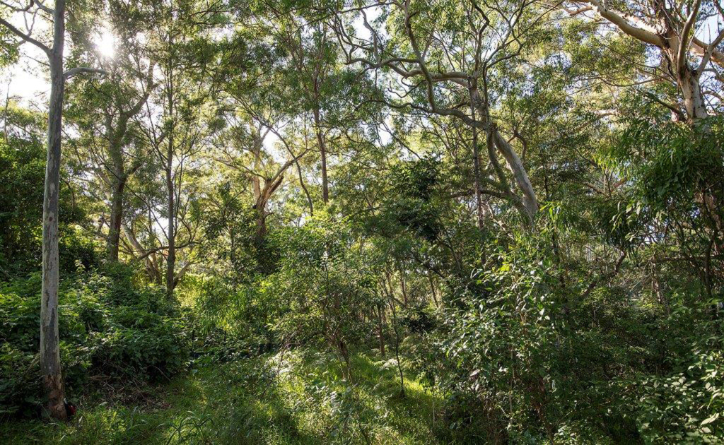 The-Bushcare-site-a-piece-of-remnant-Blue-Gum-High-Forest.jpg