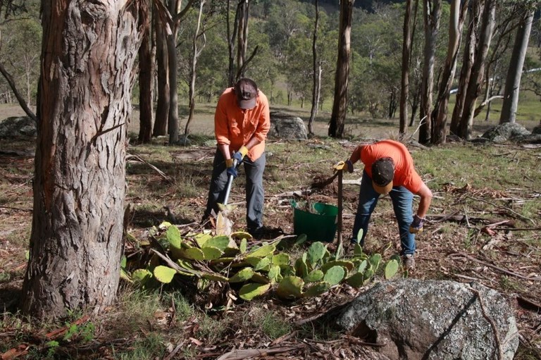 Dungog Common working bee eradicating prickly pear