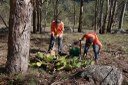 Dungog Common working bee eradicating prickly pear