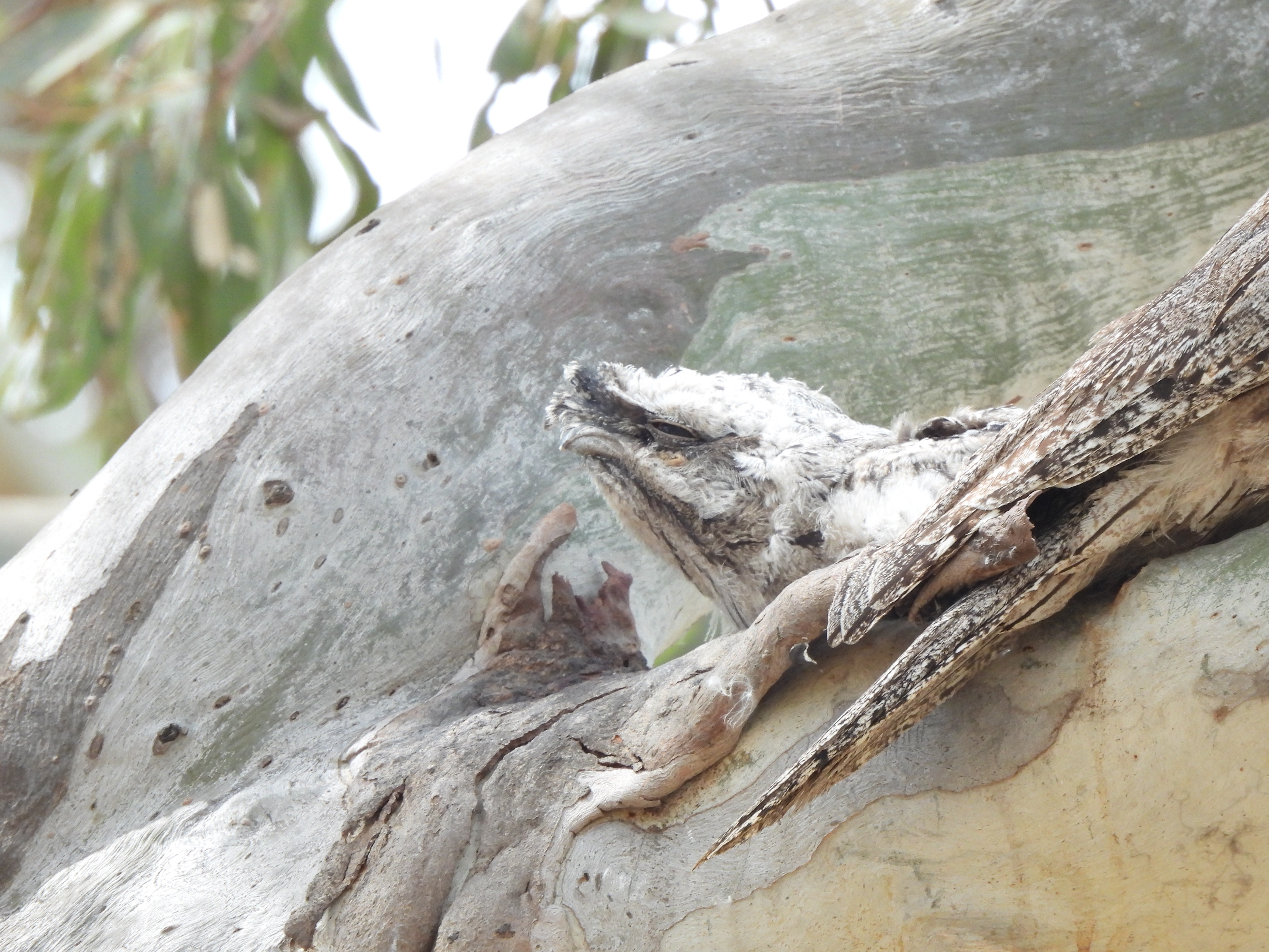 Tawny Frogmouth chick at Tootool Wetlands