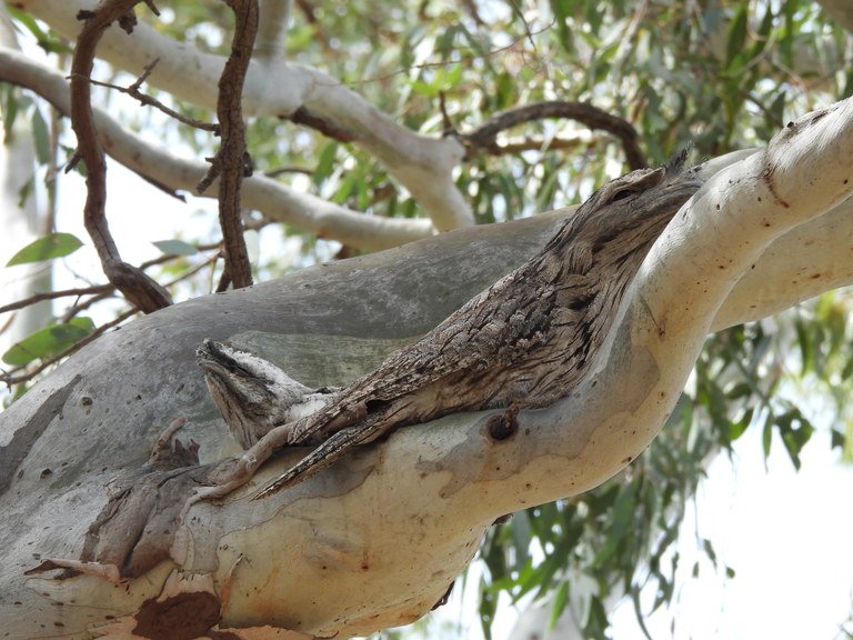 Tootool - Great Southern Bioblitz