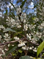 Blueberry Ash Flowering