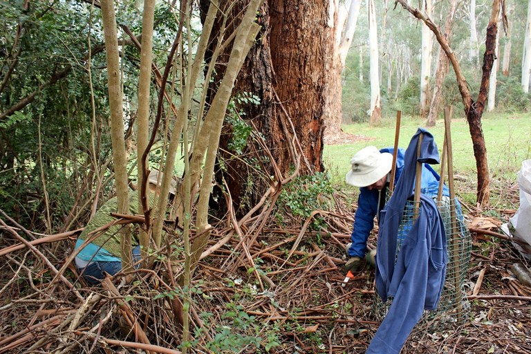 Edna Hunt Sanctuary Bushcare 1.JPG