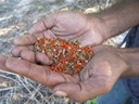 Ecological restoration and Aboriginal cultural connections on Jali Seven Mile Heath and Wetland (2013-14)