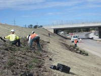Pacific Highway Landscaping & Biodiversity Offsets