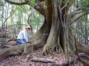 Rehabilitating critically endangered lowland subtropical rainforest 2013 – 2015 Big Scrub Landcare