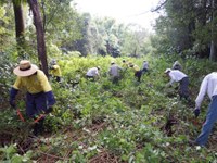 Rehabilitating/restoring endangered lowland subtropical rainforest 2012 – 2017 Big Scrub Landcare. NSW Environmental Trust Community Bush Regeneration Program