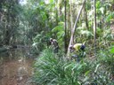 Yarrawarra Lowland Rainforest Restoration at Sherwood Nature Reserve Protecting Our Places Program 2013 – 2015 Yarrawarra Aboriginal Coorporation EnviTE Administrator