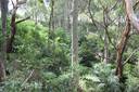 Fern Creek Gully Landcare.png