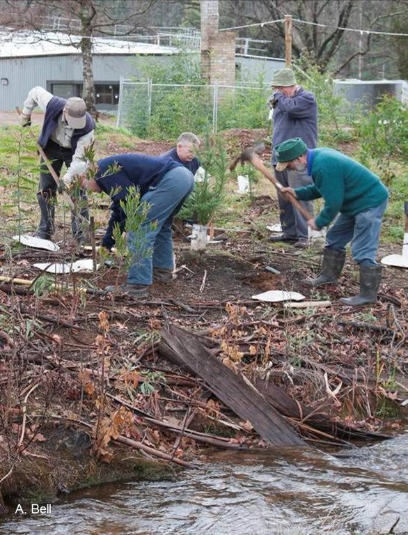 Replanting after Marysville fires_Vic