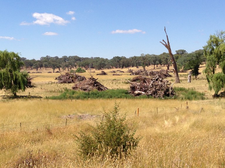 Willow destruction near Blaney -13.jpg