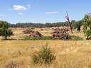 Willow destruction near Blaney -13.jpg