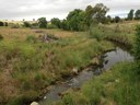 Willow destruction near yass 1.jpg