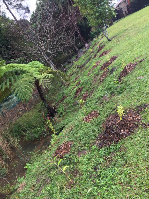 Site 3 revegetation