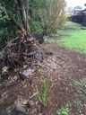 After planting - along the edges of the bank - site 4 to 5