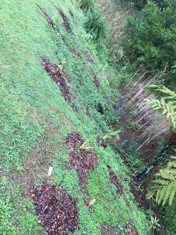 Site 3 revegetation photo 2