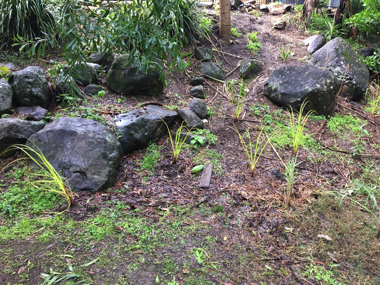 Native planting in gully behind lot 43