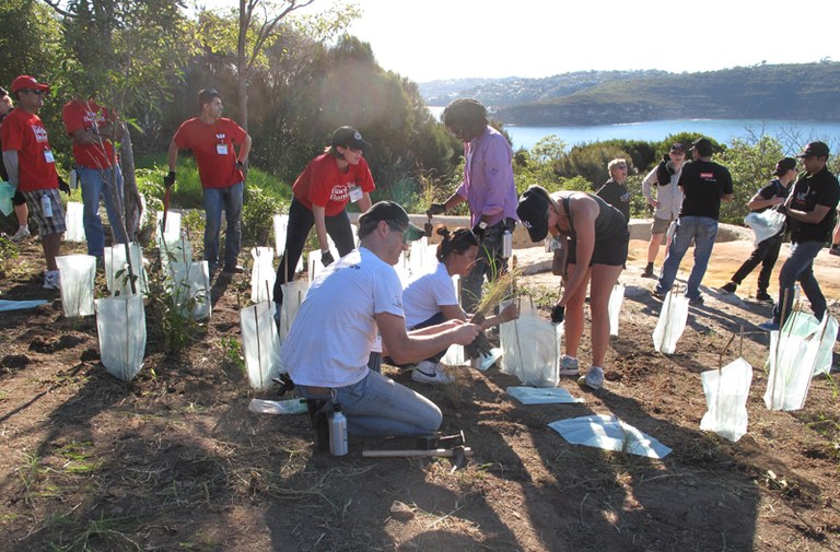 A Landcare Australia Corporate Volunteering Group at Middle Head