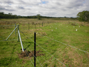 Tree Planting Lower Mongarlowe River