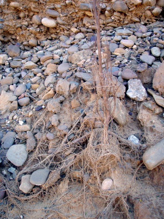 Riverbed lower Mongarlowe River