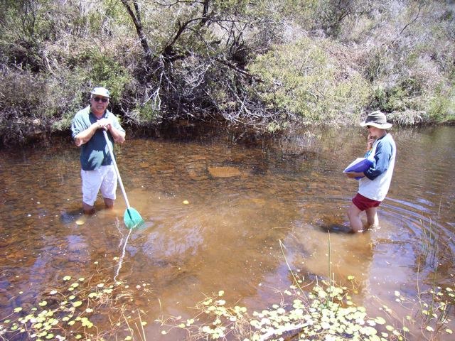 Looking for Macqaurie Perch Mongarlowe River 2007